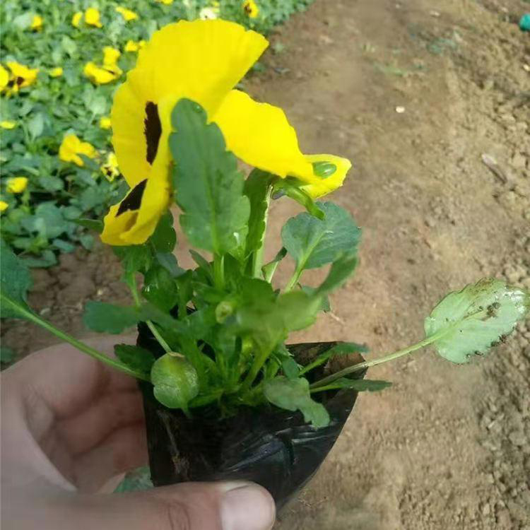 批发三色堇盆栽 青州三色堇价格 夏杰花卉 园林批发