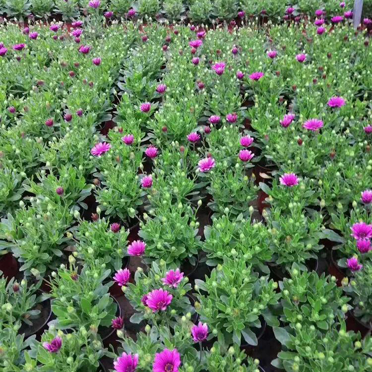 绿化草花南非万寿菊 大量供应南非万寿菊 夏杰花卉 基地常年批发