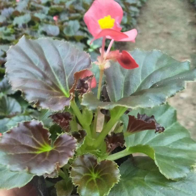 出售植物四季海棠 四季海棠多年生常绿植物 夏杰花卉 货到付款