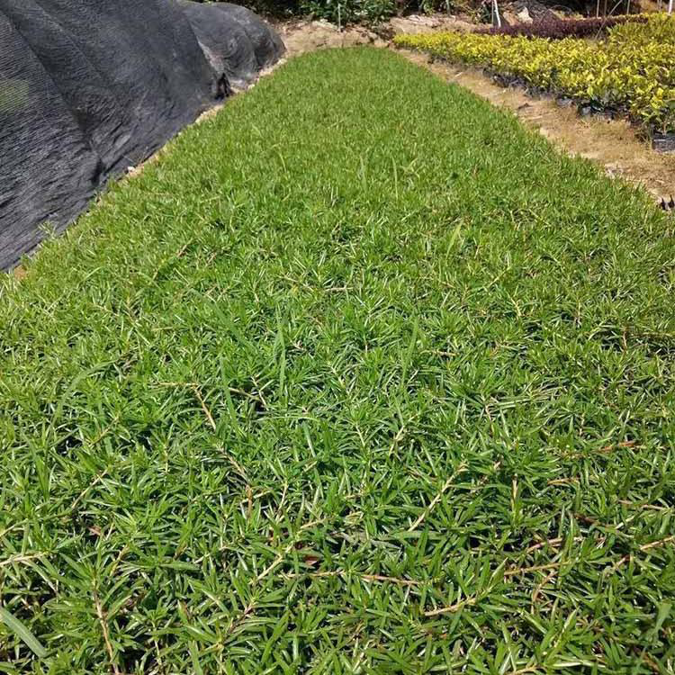 基地批发太阳花 绿化用时令草花 太阳花报价