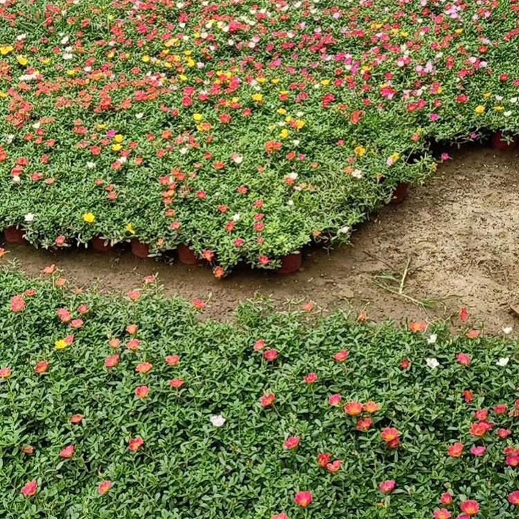 山东太阳花 花坛花卉 太阳花小苗培育