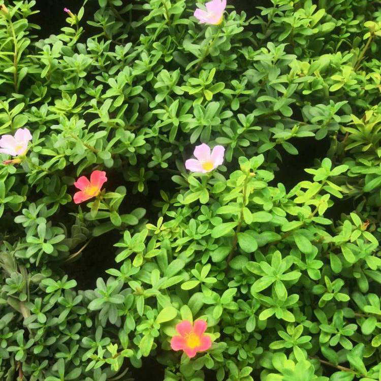 阳台庭院种植太阳花 庭院工程用太阳花 夏杰花卉 绿化花木