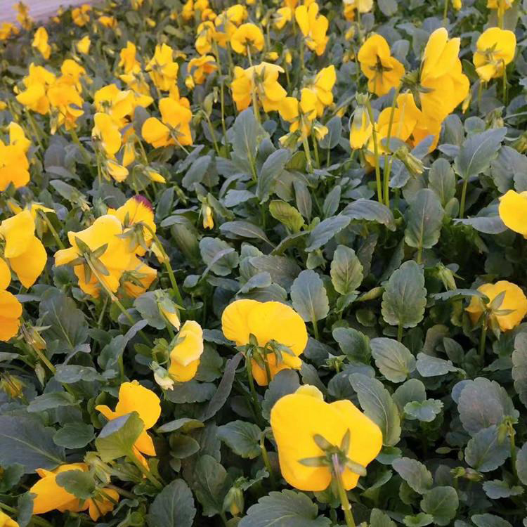 冬季耐寒草花三色堇 耐寒植物花卉三色堇 夏杰花卉 大量批发