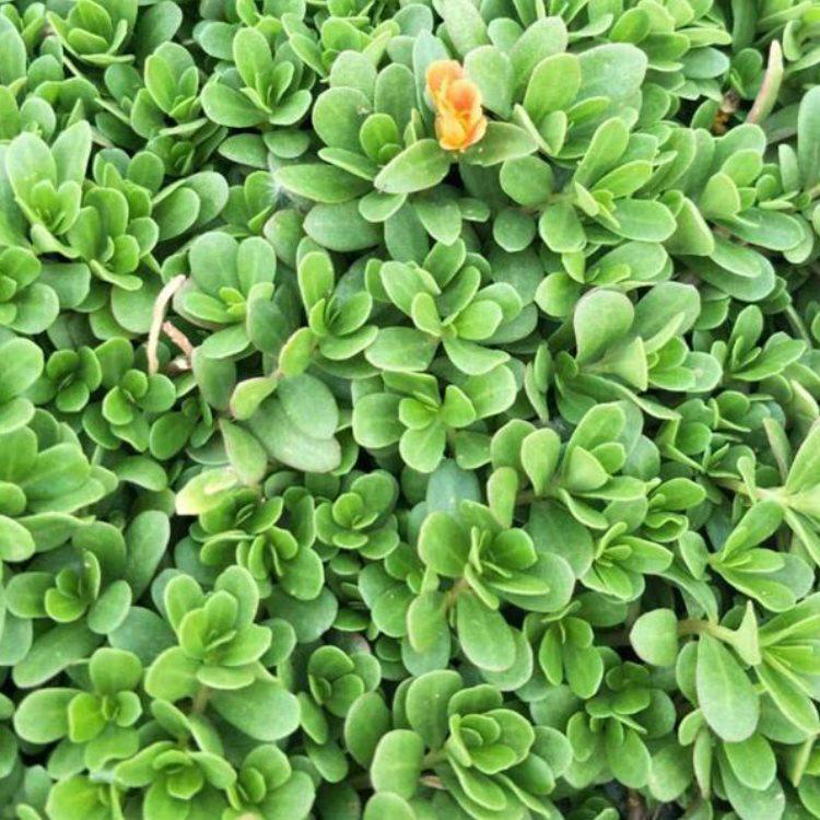 湖南太阳花 绿化用时令草花 太阳花种子价格