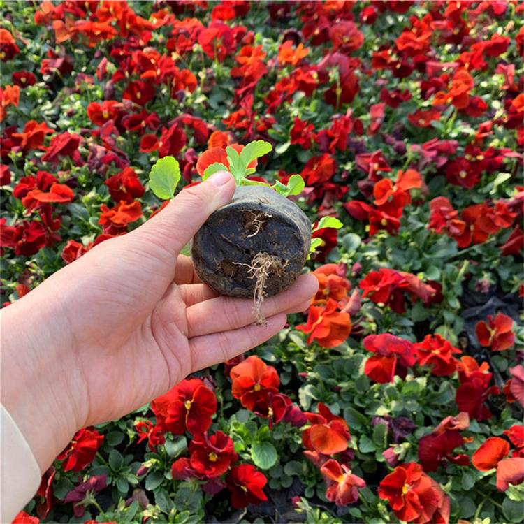 景观工程三色堇花卉 花坛盆栽三色堇 夏杰花卉 苗圃供应