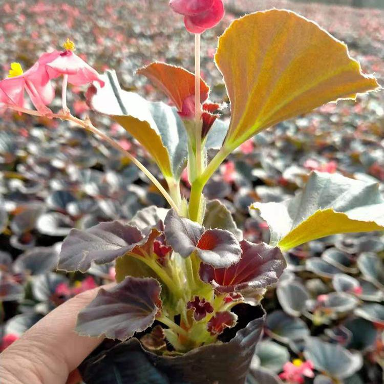 盆景盆栽植物四季海棠 工程绿化绿叶海棠种苗 夏杰花卉 基地常年批发