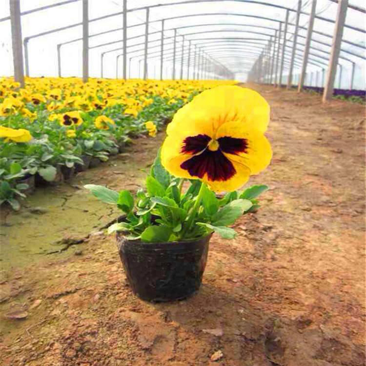 观赏盆栽三色堇 园林草花观赏三色堇 夏杰花卉 无中间商