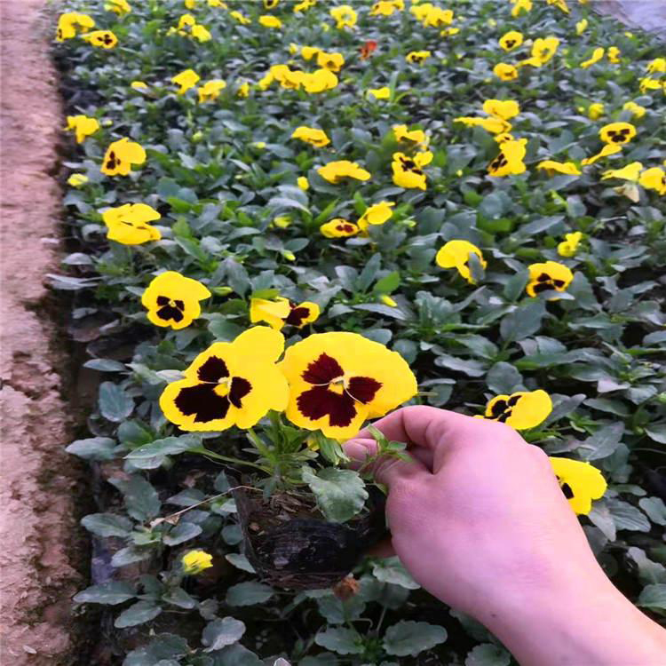 三色堇角堇花苗草花 园林景观花卉三色堇 夏杰花卉 绿化花木