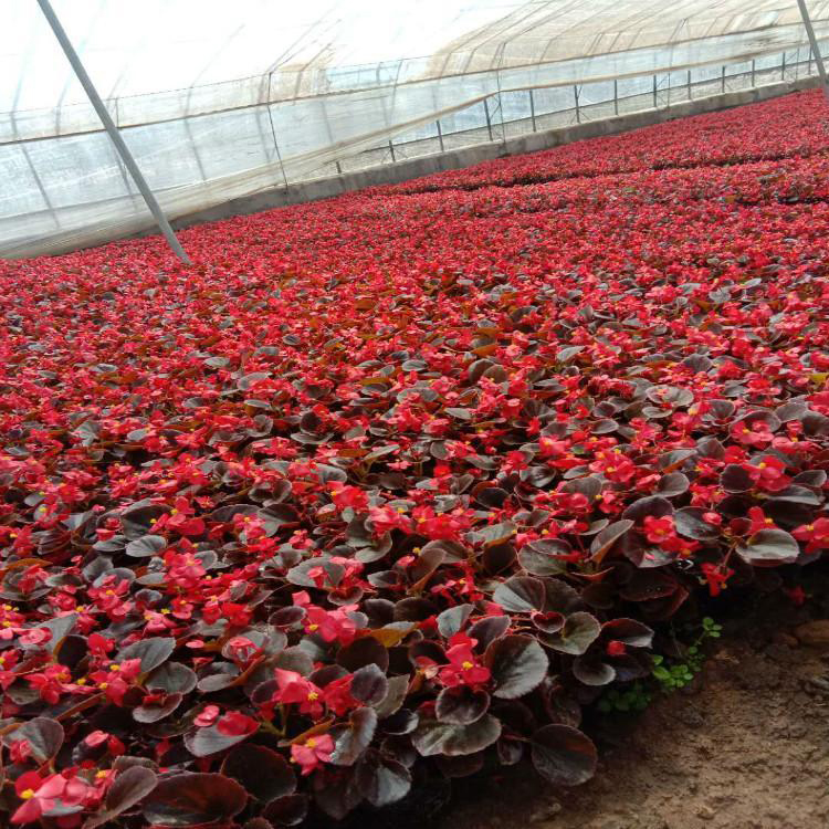 观赏植物四季海棠 耐寒盆栽四季海棠 夏杰花卉 苗圃供应