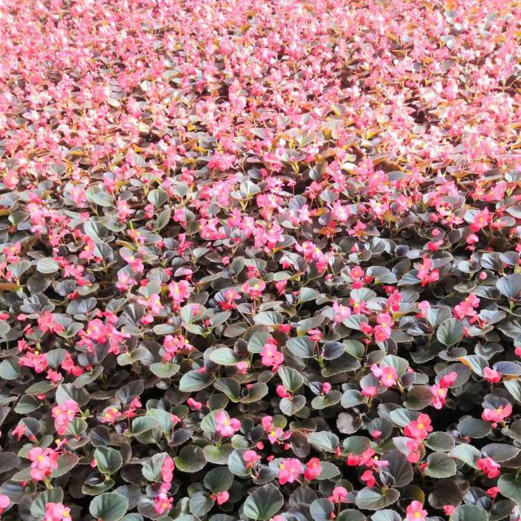 观赏植物四季海棠 批发盆栽花卉四季海棠 夏杰花卉 无中间商