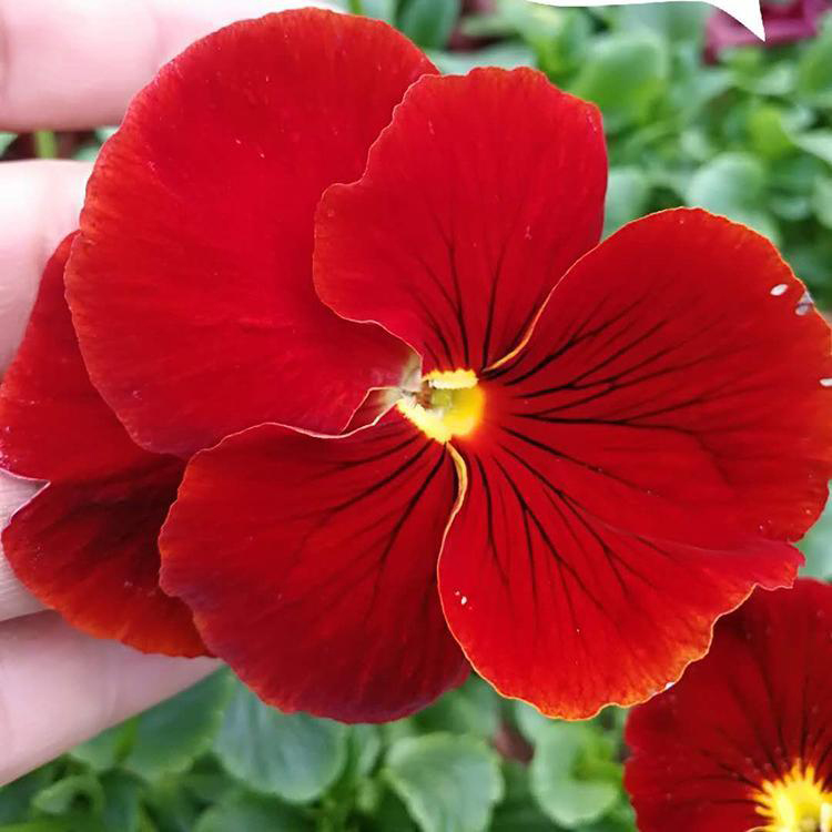 花卉花坛三色堇 冬季耐寒植物三色堇 夏杰花卉 基地发货