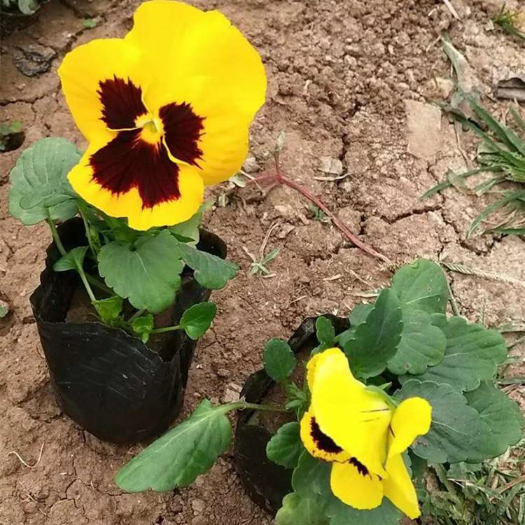 花海公园植物三色堇 销售时令草花三色堇