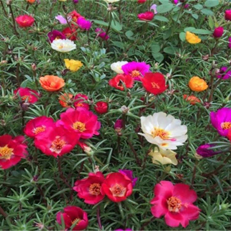 大量供应太阳花 节日组摆草花 太阳花小苗