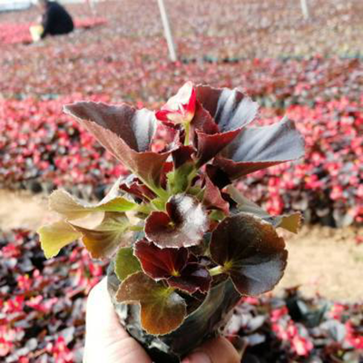 盆景盆栽植物四季海棠 室内外盆栽四季海棠 夏杰花卉 定金发货