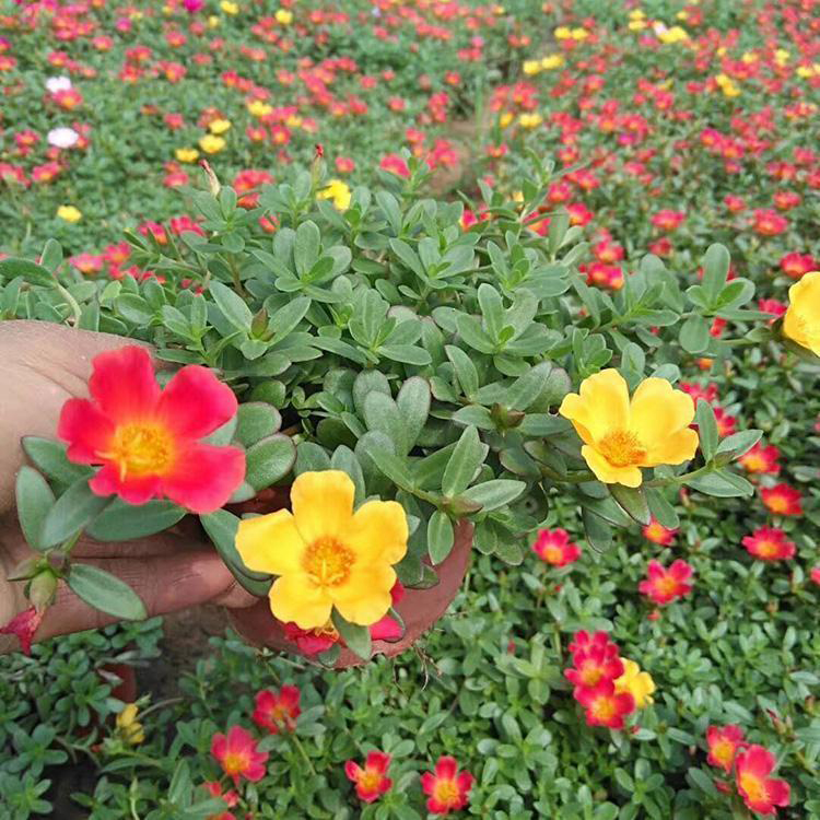 基地出售太阳花 道路草花 太阳花小苗价格