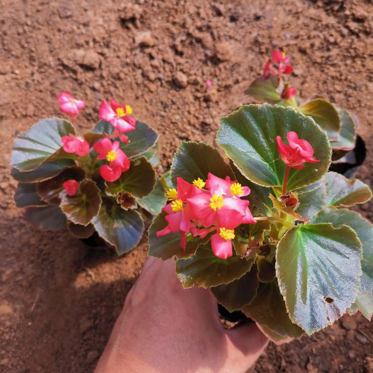 出售植物四季海棠 四季海棠四季开花 夏杰花卉 基地常年批发