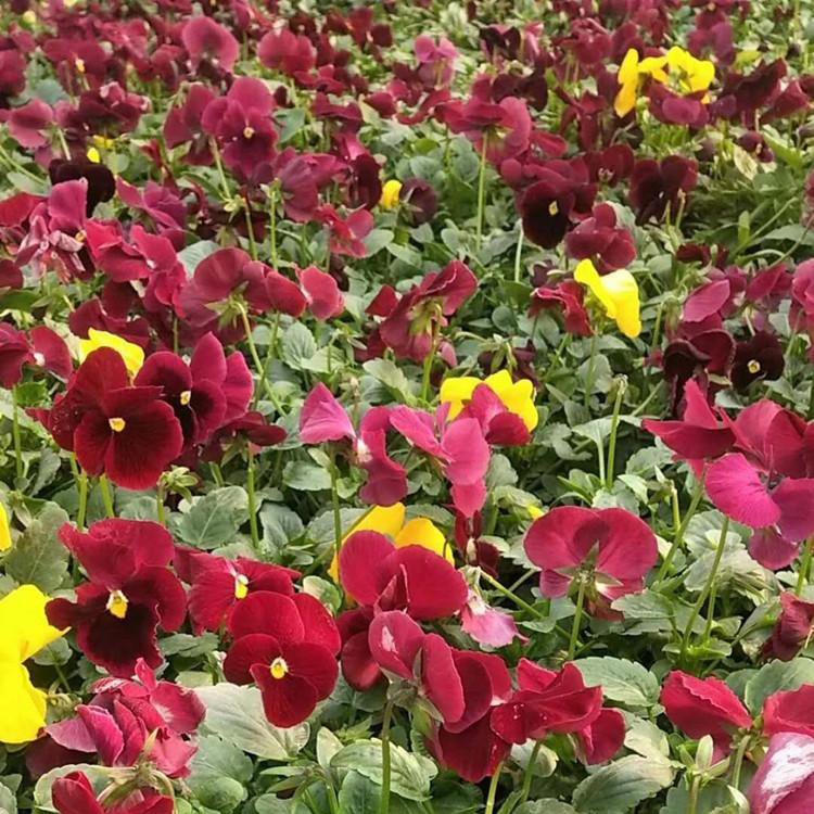 三色堇青州基地 庭院花卉三色堇 夏杰花卉 绿化花木