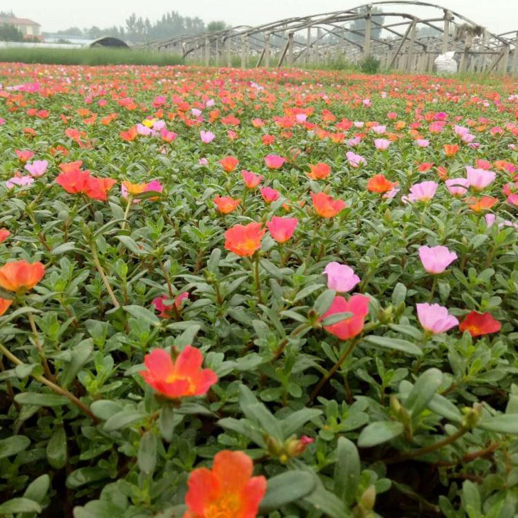 太阳花盆栽种植基地 苗圃供应