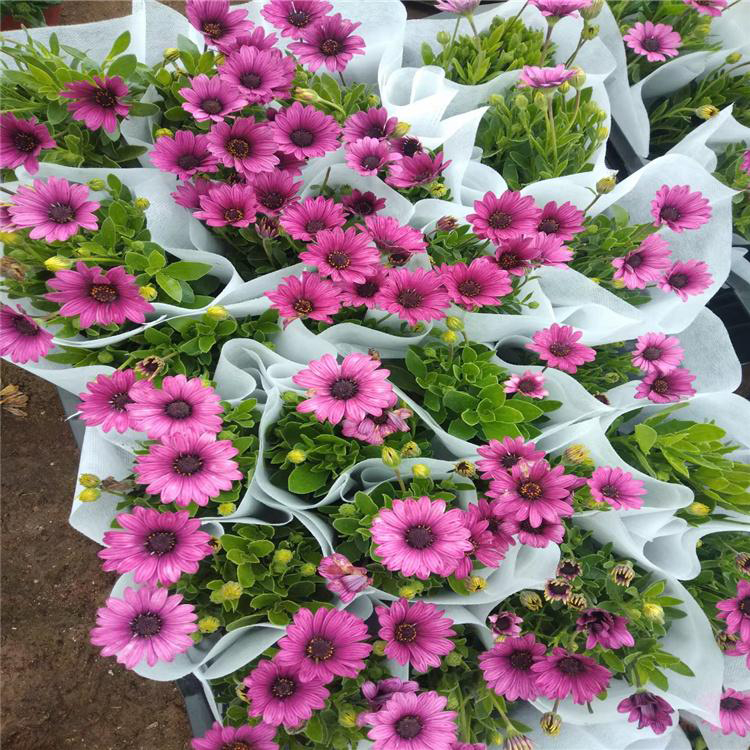 南非万寿菊双色盆价格 大量供应南非万寿菊 夏杰花卉 定金发货