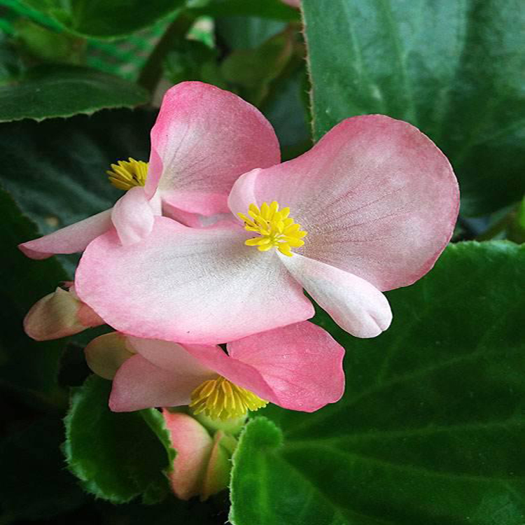 观赏植物四季海棠 花坛花境四季海棠 夏杰花卉 基地种植