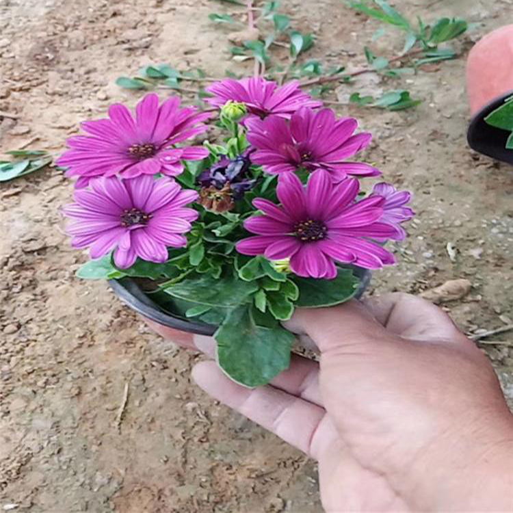 绿化草花南非万寿菊 花海景观南非万寿菊 夏杰花卉 基地种植