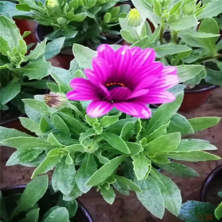 四季易活南非万寿菊 大量供应南非万寿菊 夏杰花卉 无中间商