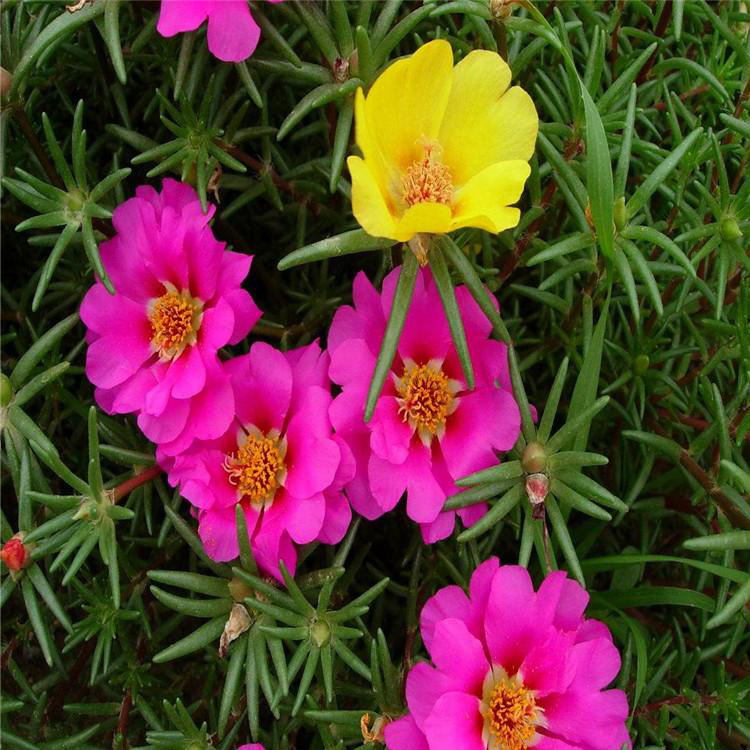 耐旱花卉太阳花 太阳花盆栽苗四季适种 夏杰花卉 基地发货