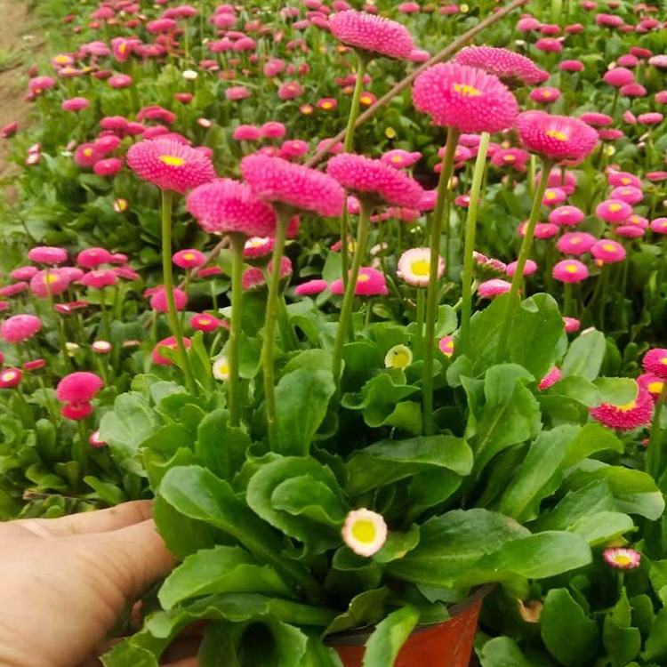 山东雏菊种植基地 小区绿化盆栽花 欢迎来电选购