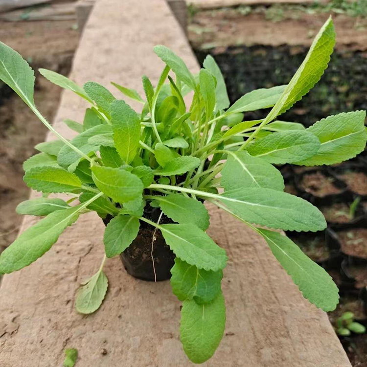 地被鼠尾草种植基地 远创花卉苗木大量供应 量大价优