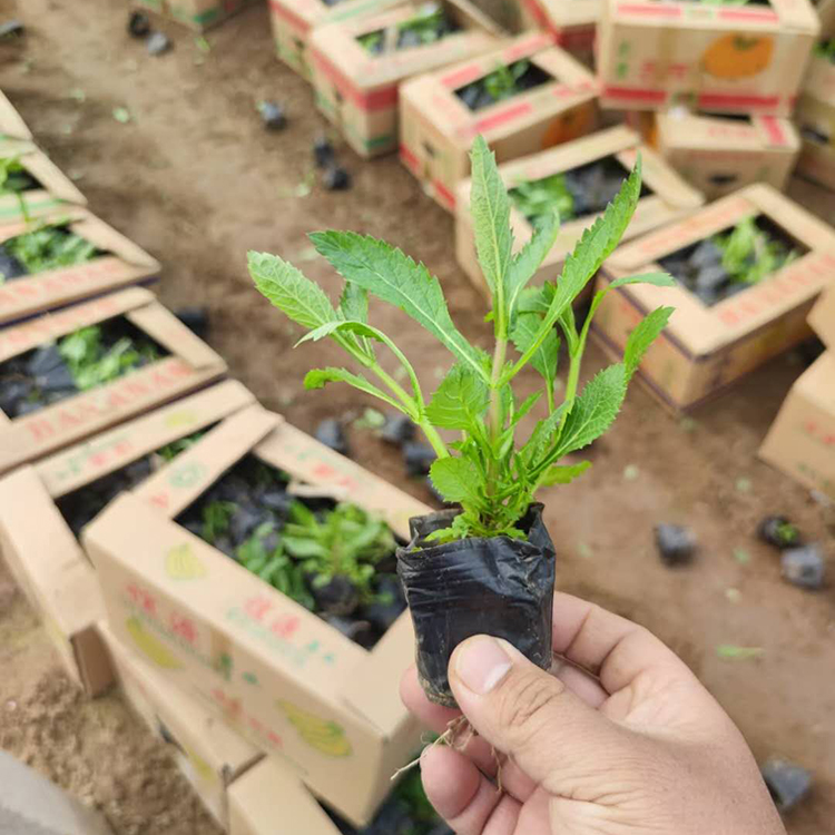 花海用马鞭草种植基地 马鞭草小苗批发基地来远创花卉