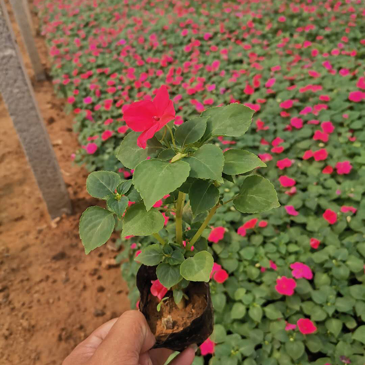 一年生草本植物 凤仙小苗种植基地 远创 量大价优