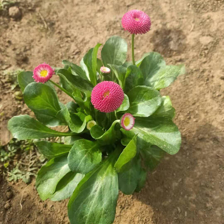远创花卉供应各种草花  雏菊盆栽出售价格 多年生草本植物
