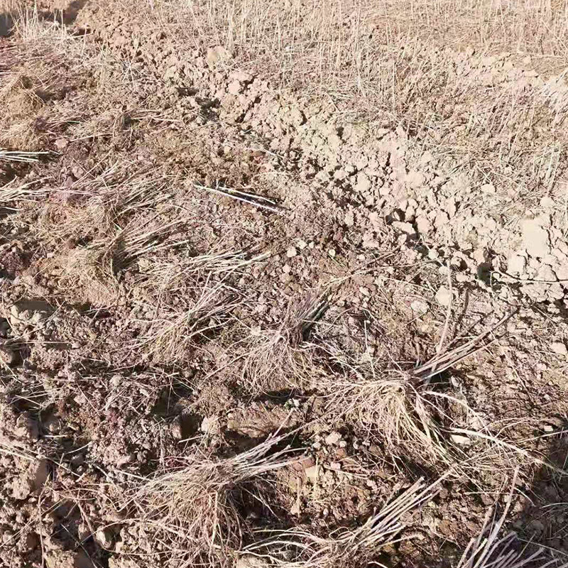 刺嫩芽苗 基地直发  特价供应