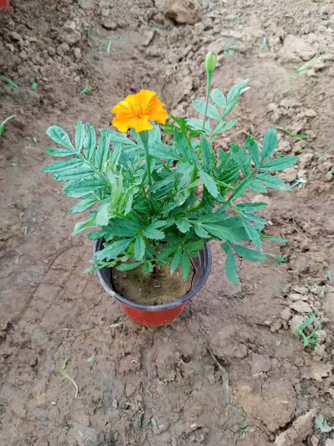 山东青州孔雀草