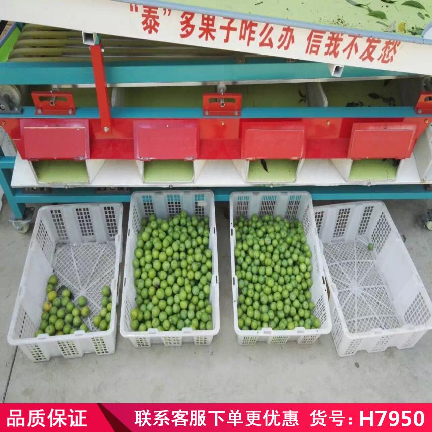 慧采砂糖桔选果机 多功能选果机 槟榔选果机货号H7950