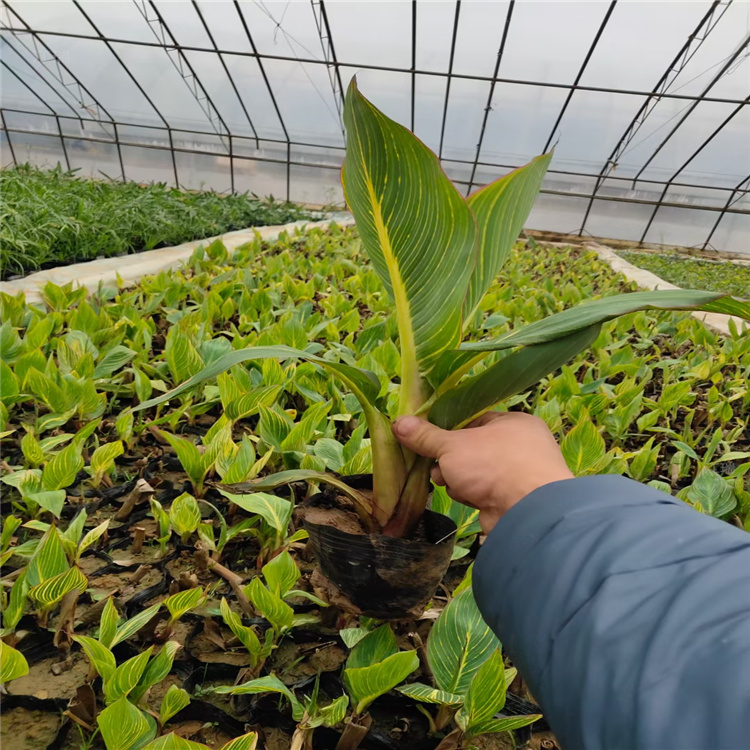 江瑞花叶美人蕉供应商 批发花叶美人蕉