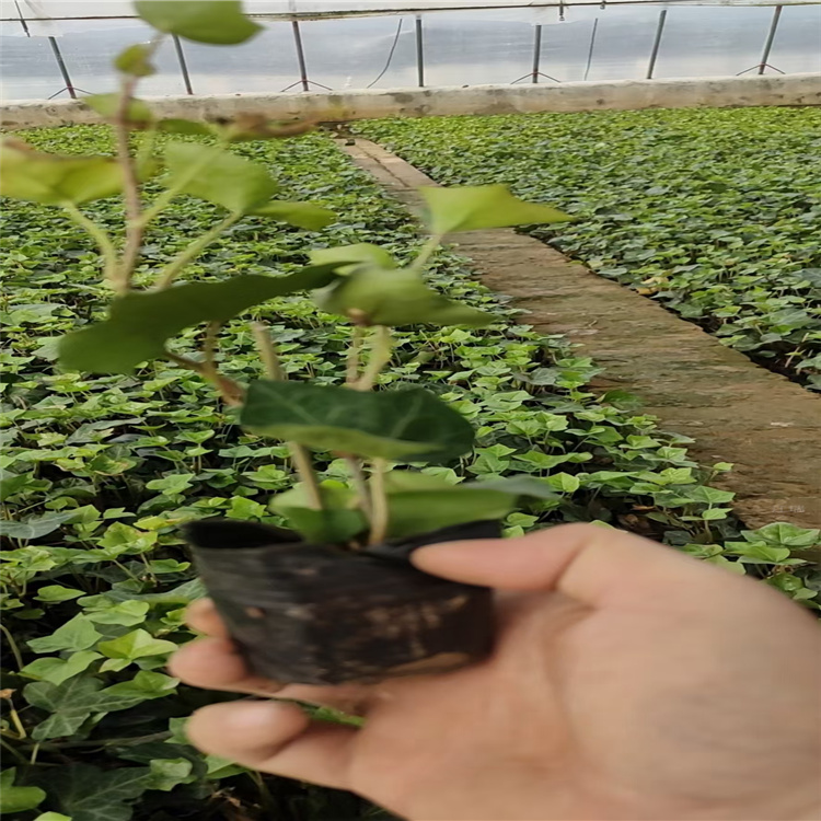 常春藤小苗 青州常春藤种植基地 棚内种植常春藤