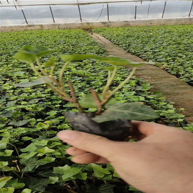 绿化常春藤批发 杯苗常春藤出售 爬墙虎 江瑞