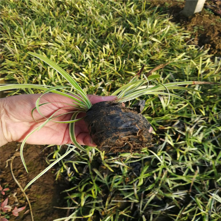 金边麦冬种子 北京金边麦冬种植批发 欢迎选购