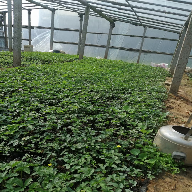 基地供应三叶委陵菜 江瑞园艺 三叶委陵菜小苗
