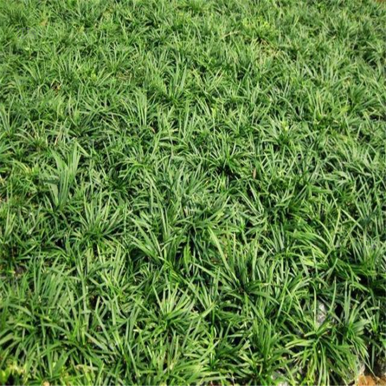 江瑞矮麦冬批发商 棚内种植矮麦冬培育基地 