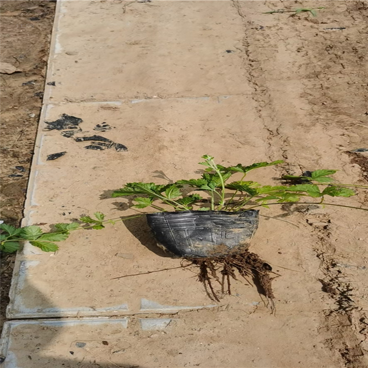 庭院种植三叶委陵菜供应 三叶委陵菜采购 欢迎选购