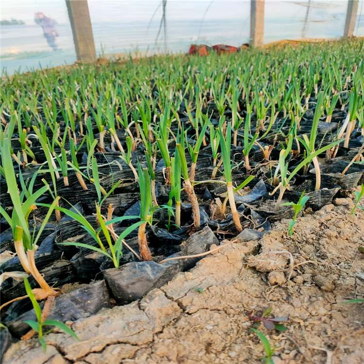 河北紫娇花基地 盆栽紫娇花出售 紫娇花小苗