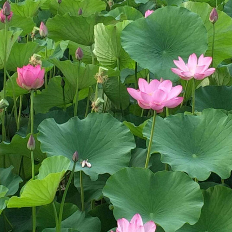 荷花批发价格 山东荷花小苗 基地直销荷花小苗