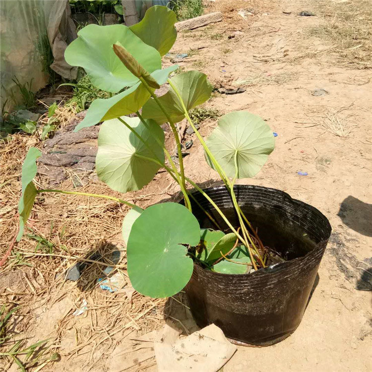 青州荷花小苗 好养活荷花小苗 荷花价格