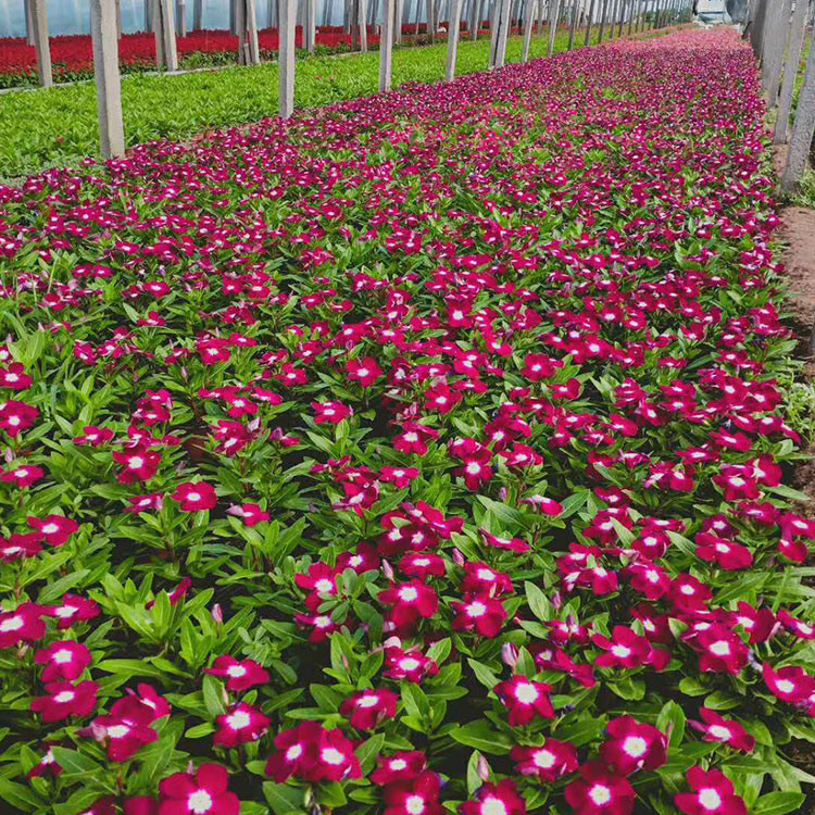 天天开种植基地 天天开小苗 价格从优