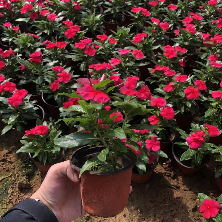 长春花报价 长春花杯苗 量大优惠