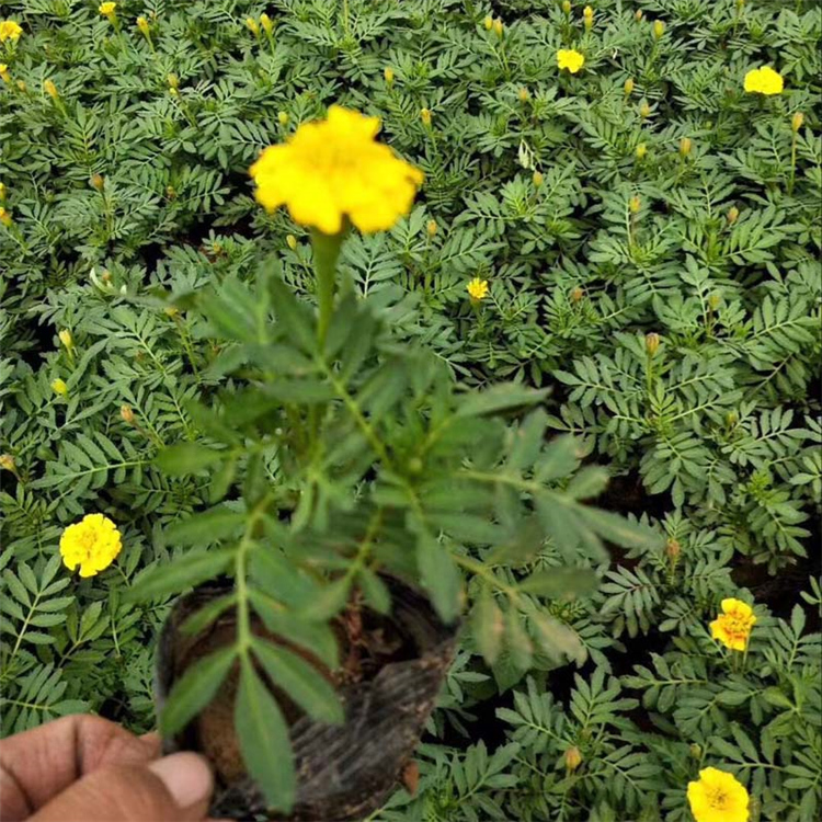 青州孔雀草种植基地 孔雀草基地优惠直发 租摆孔雀草