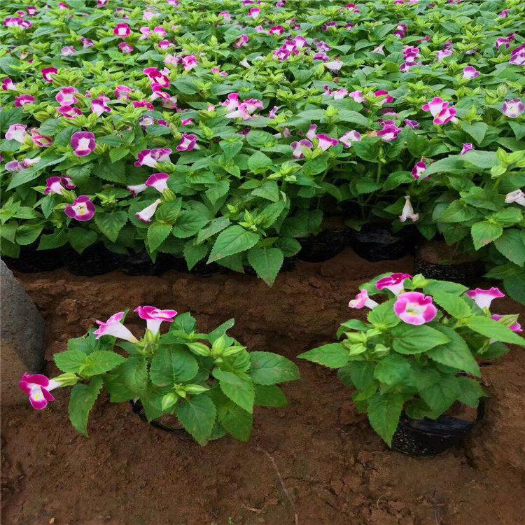 夏瑾喜阳光易管理 绿化用花夏瑾花 夏杰花卉 基地种植