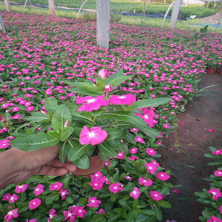 花海绿化工程夏瑾 绿化工程用夏瑾 夏杰花卉 基地发货